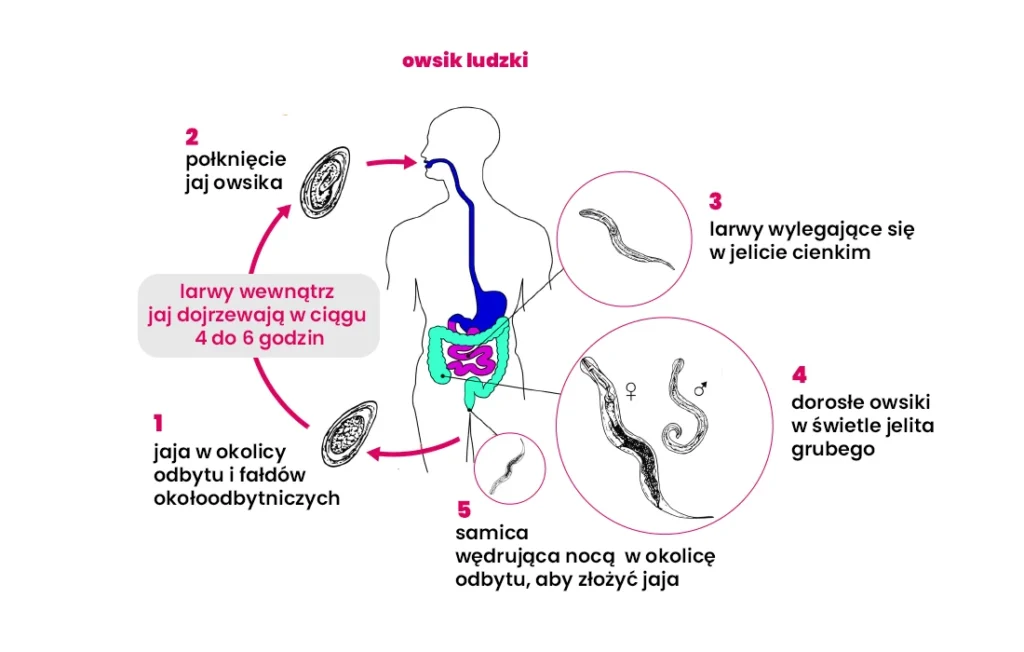 Schemat przedstawiający cykl życiowy owsika ludzkiego, z oznaczonymi etapami i strzałkami ilustrującymi etapy infekcji i rozwoju w układzie pokarmowym.