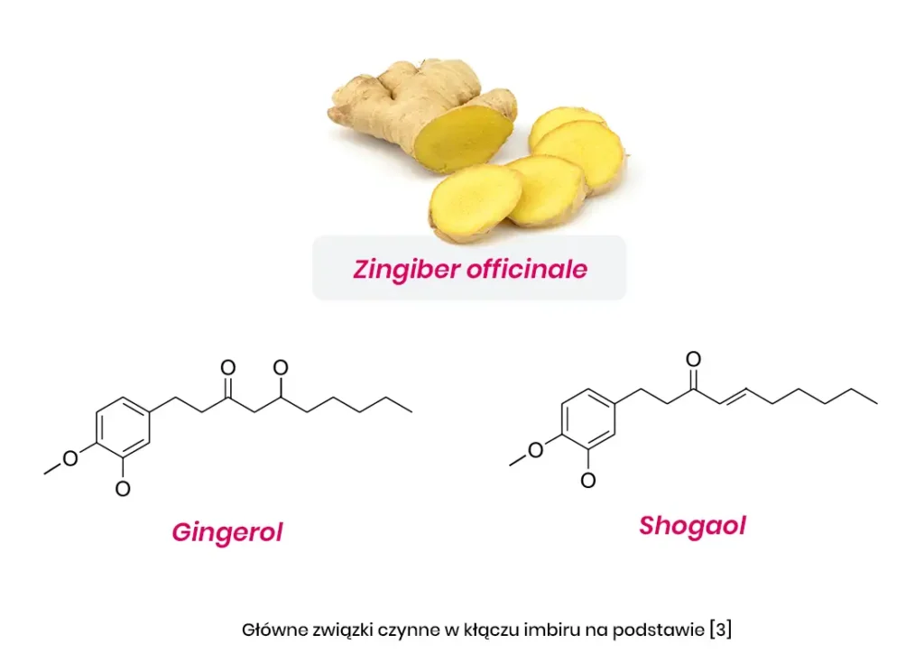 Plasterki i cały korzeń imbiru powyżej etykiety Zingiber officinale; poniżej struktury molekularne Gingerolu i Shogaolu, głównych związków aktywnych w imbirze.