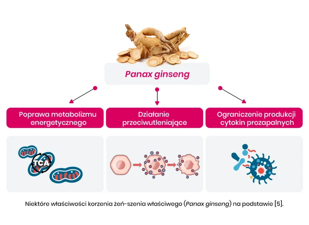 Infografika przedstawiająca korzeń żeń-szenia i jego właściwości: poprawę metabolizmu, działania przeciwutleniające oraz ograniczenie produkcji cytokin prozapalnych.