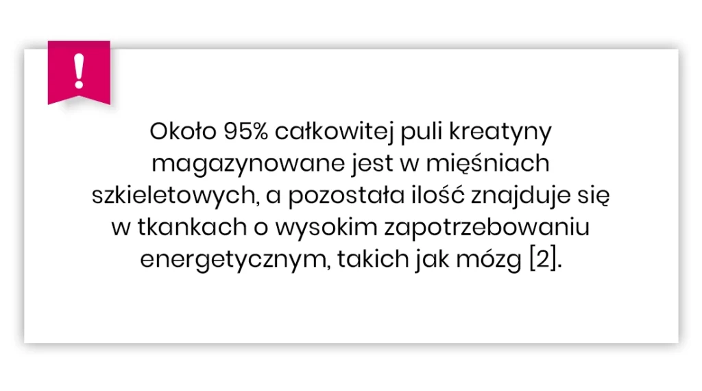 Polskie pole tekstowe z ikoną wykrzyknika, wyjaśniające, że około 95% kreatyny jest przechowywane w mięśniach szkieletowych; reszta znajduje się w tkankach o wysokim zapotrzebowaniu na energię, takich jak mózg.