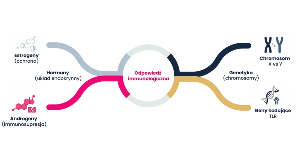 Schemat przedstawiający czynniki wpływające na odpowiedź immunologiczną: estrogeny, androgeny, hormony, chromosomia, genetyka i geny kodujące.