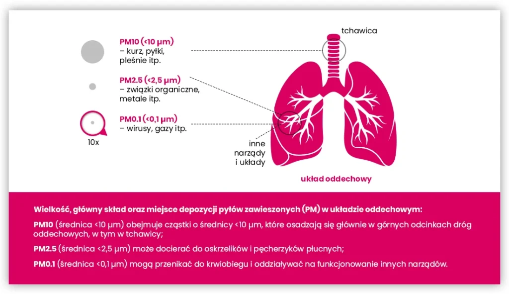 Schemat przedstawiający płuca z oznaczonymi sekcjami dla cząstek PM10, PM2.5 i PM0.1, wskazujący, gdzie osadzają się w układzie oddechowym; wyjaśnia skutki zdrowotne w języku polskim.